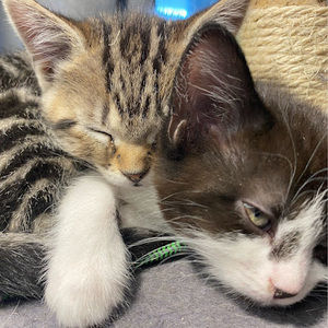 Meet your Posher, Corinne